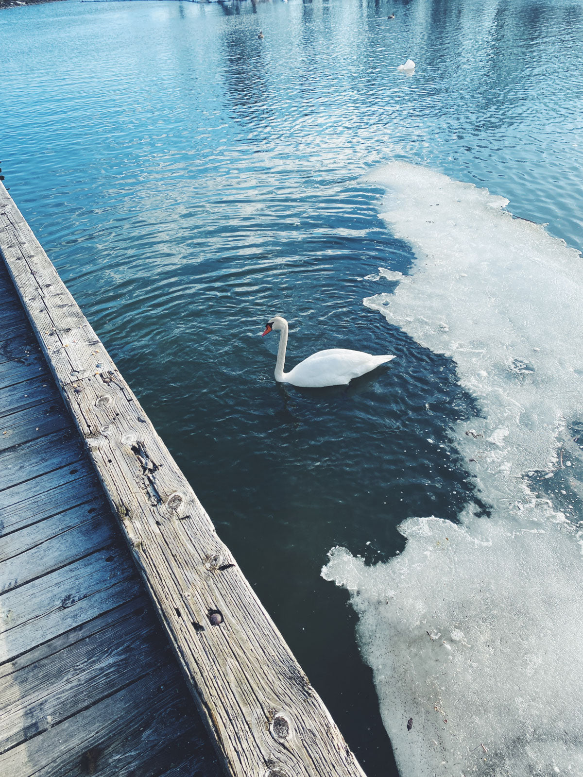 Swan swimming in a lake in wellington ontario canada with a wooden dock and ice formation.